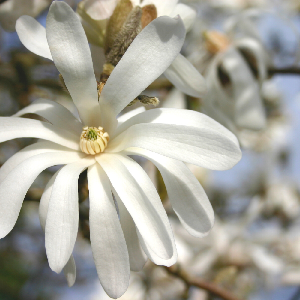 Star Magnolia, Pure Aromatherapy Essential Oil