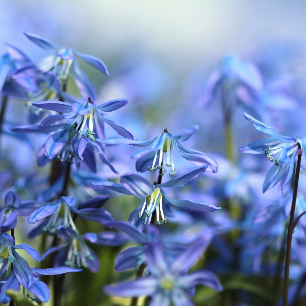 Bluebell, Pure Aromatherapy Essential Oil