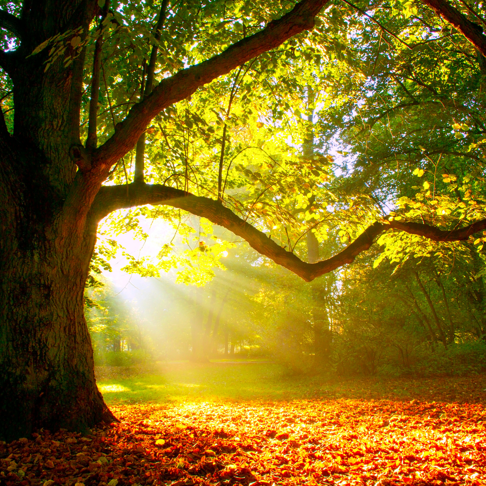 Oak & Currant, Pure Aromatherapy Essential Oil