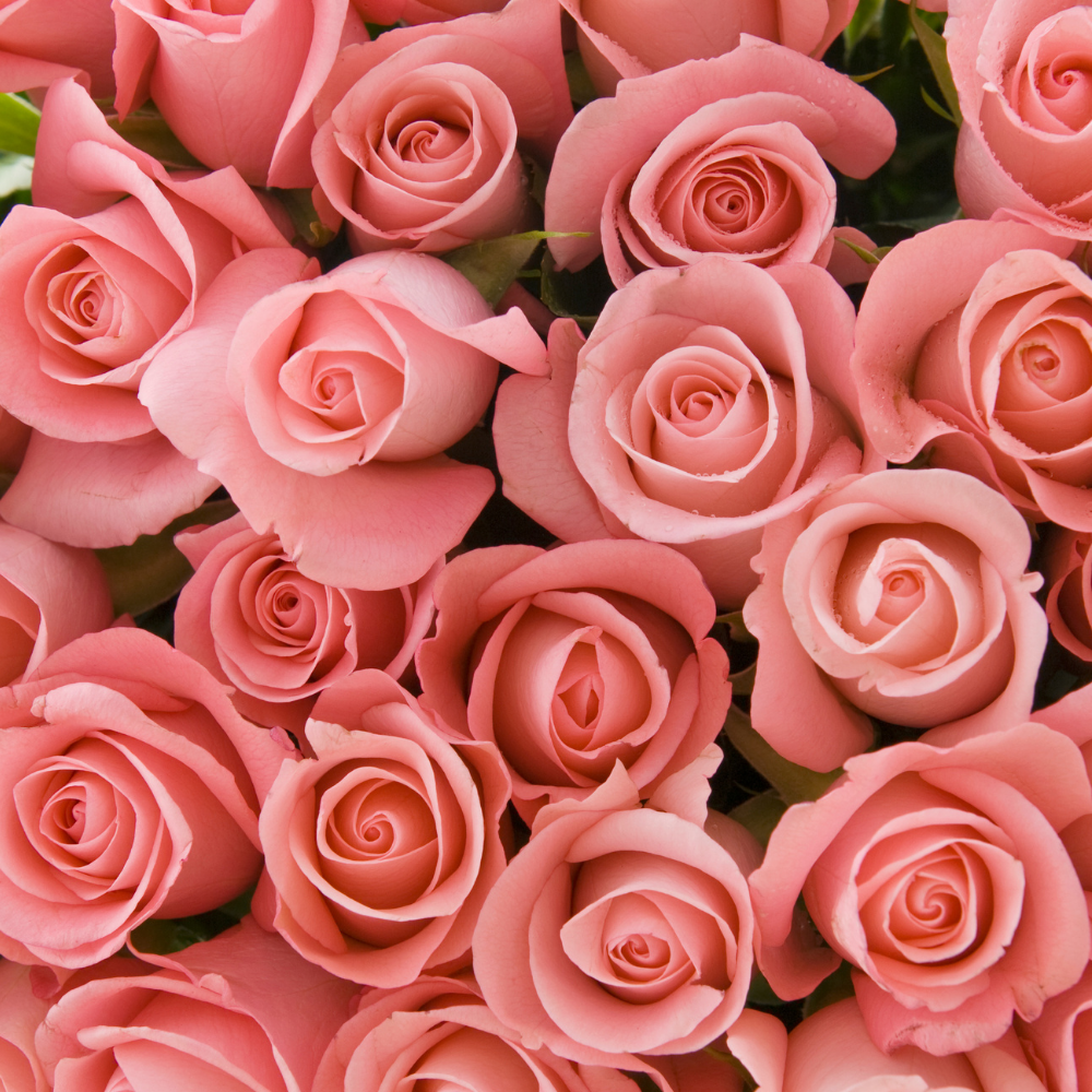 Roses, Pure Aromatherapy Essential Oil