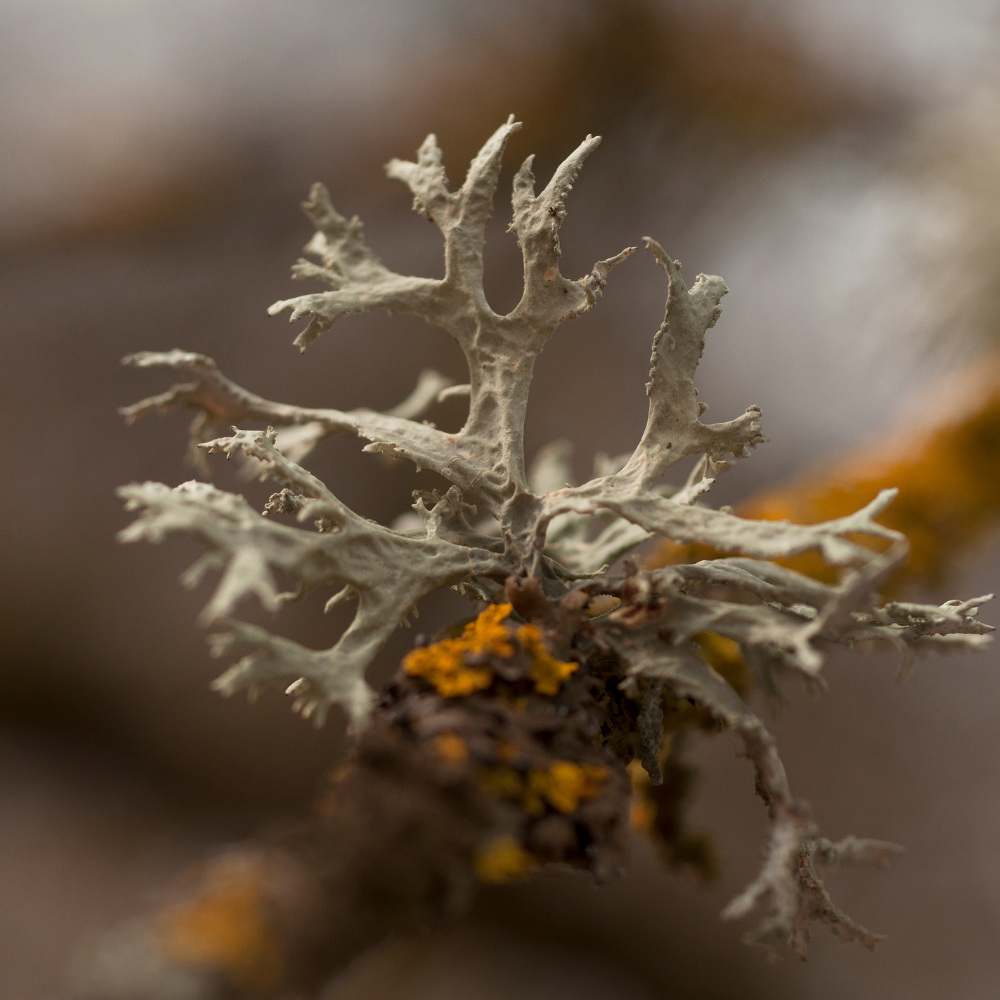 Legend, Pure Aromatherapy Essential Oil