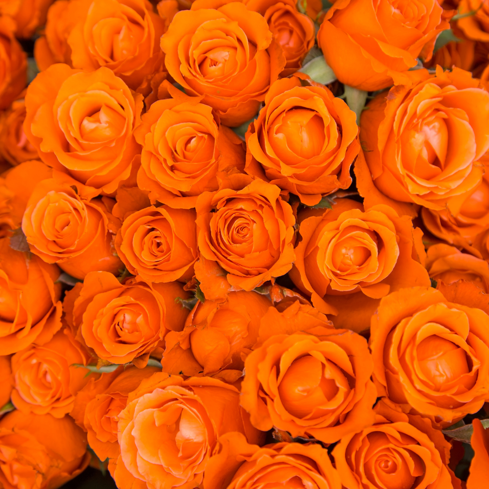 Rose & Pamplemousse, Pure Aromatherapy Essential Oil