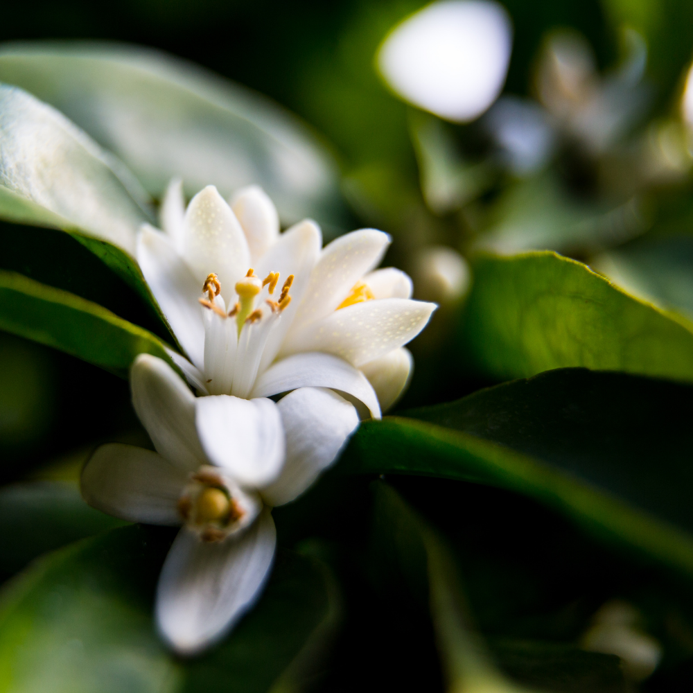 Love Story, Pure Aromatherapy Essential Oil