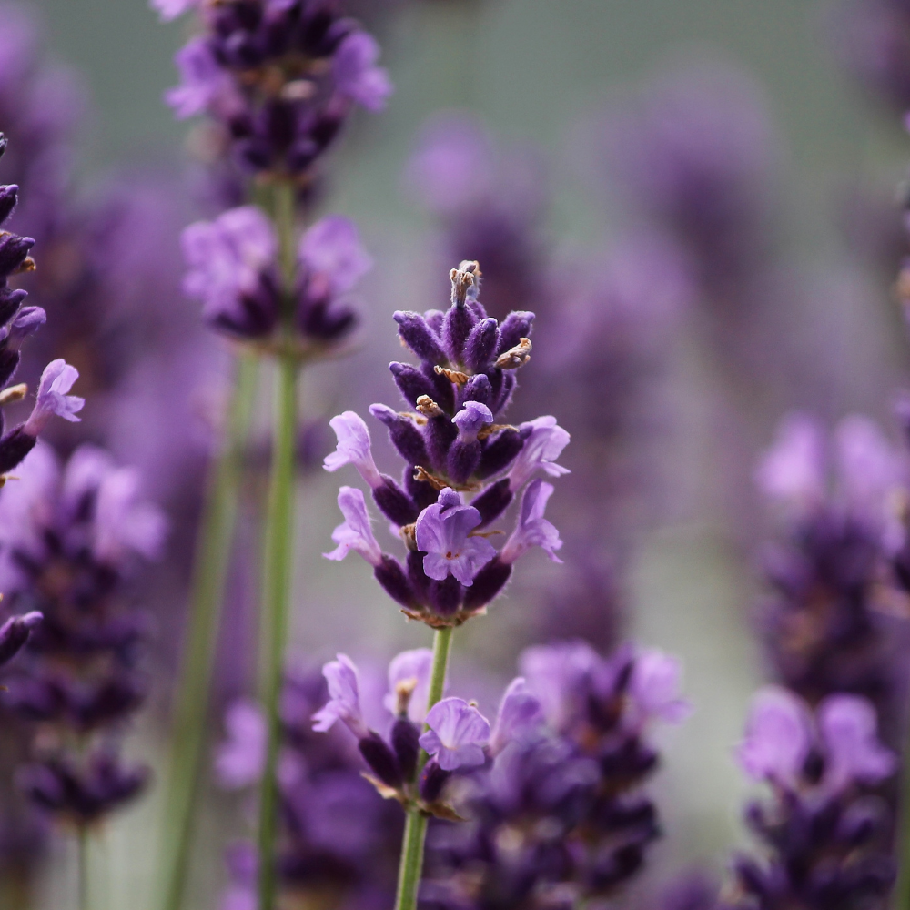 Lavender, Pure Aromatherapy Essential Oil
