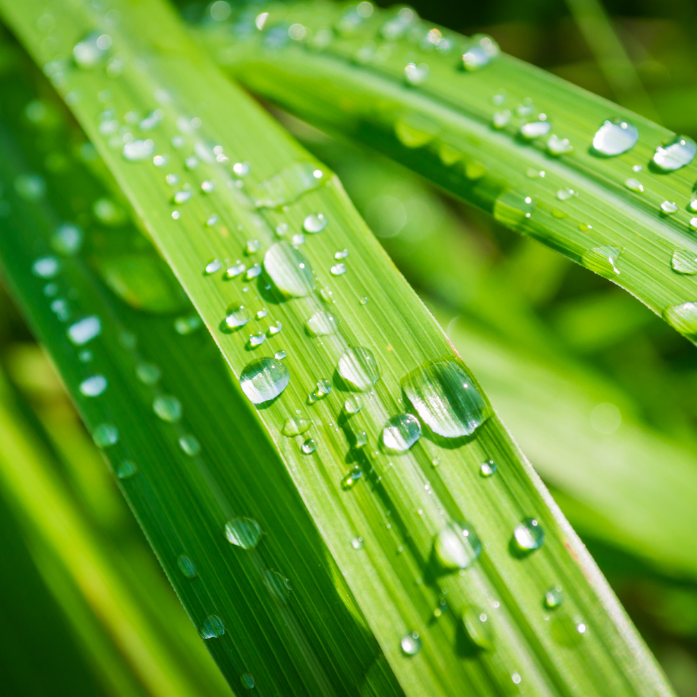 Lemongrass (50ML), Pure Aromatherapy Essential Oil