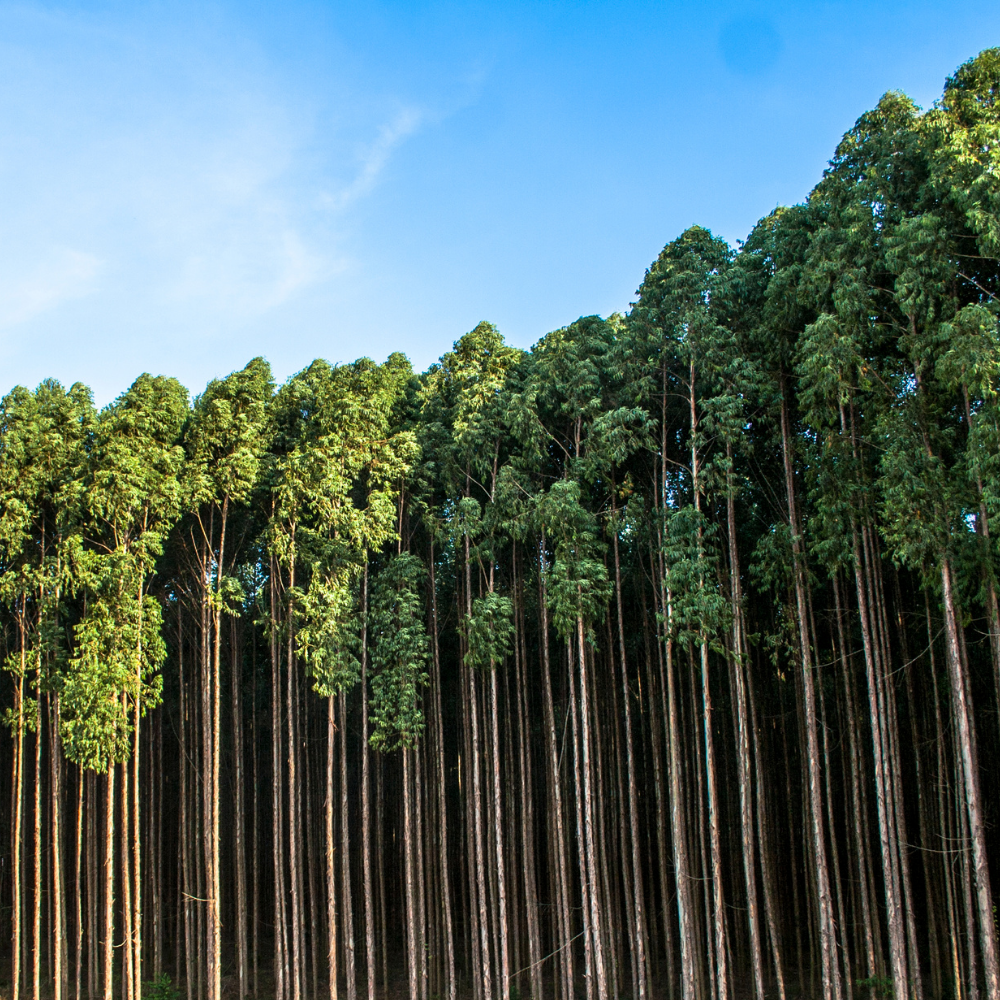 Eucalyptus, Pure Aromatherapy Essential Oil