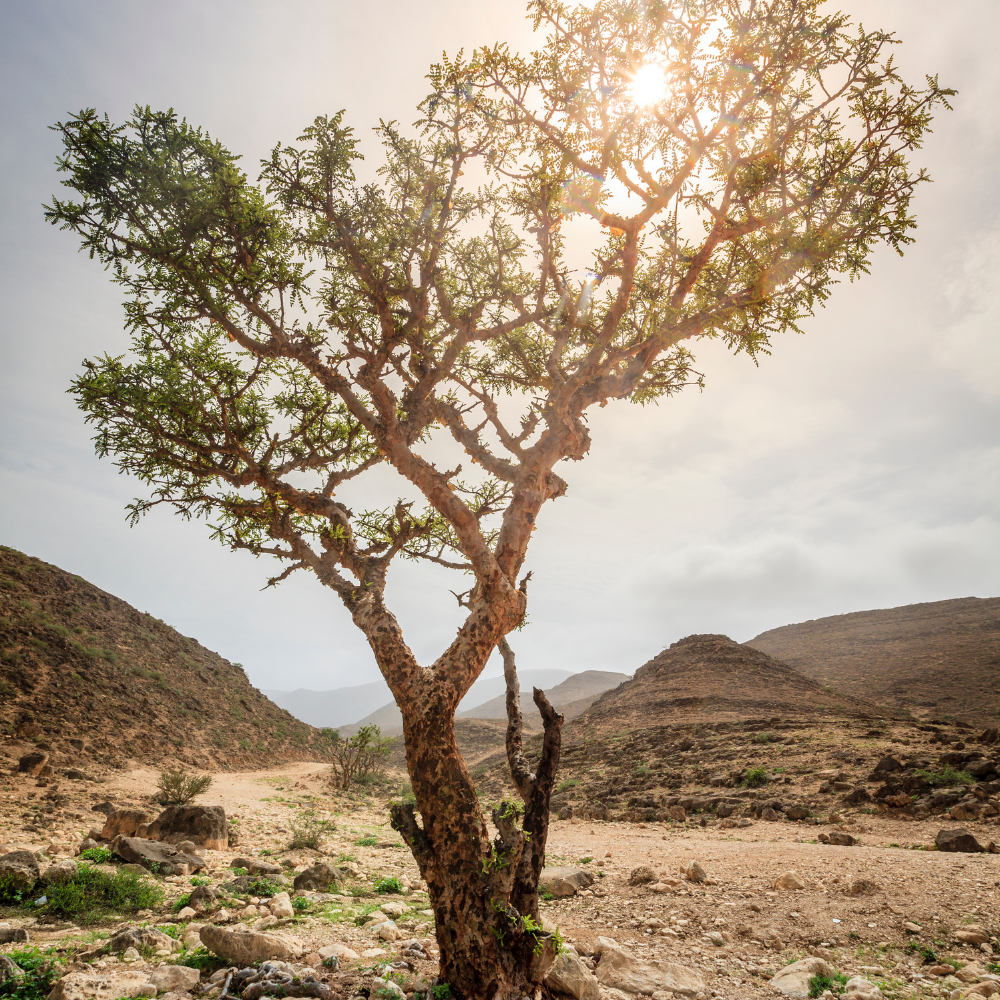 Frankincense, Pure Aromatherapy Essential Oil