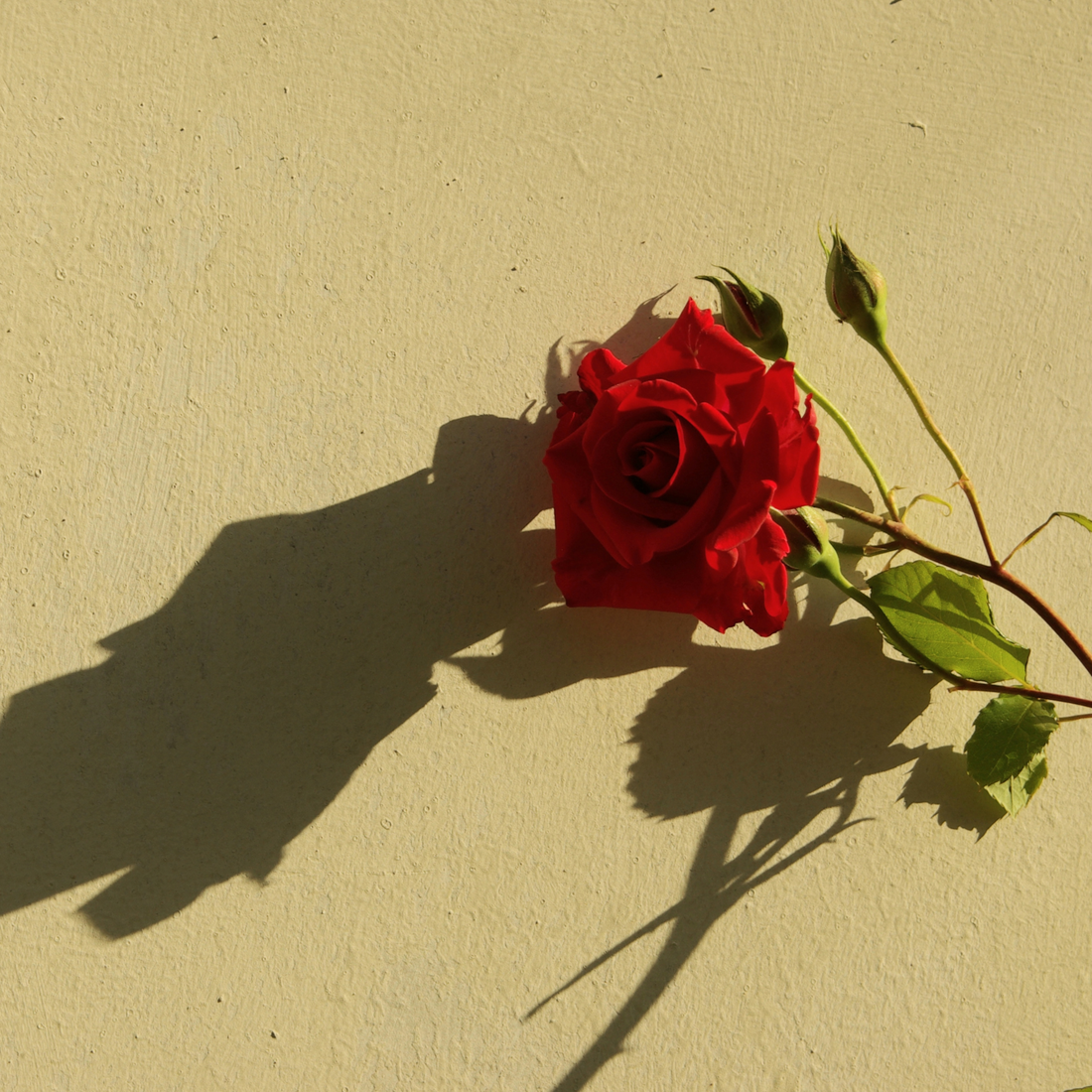 Rose DV, Pure Aromatherapy Essential Oil