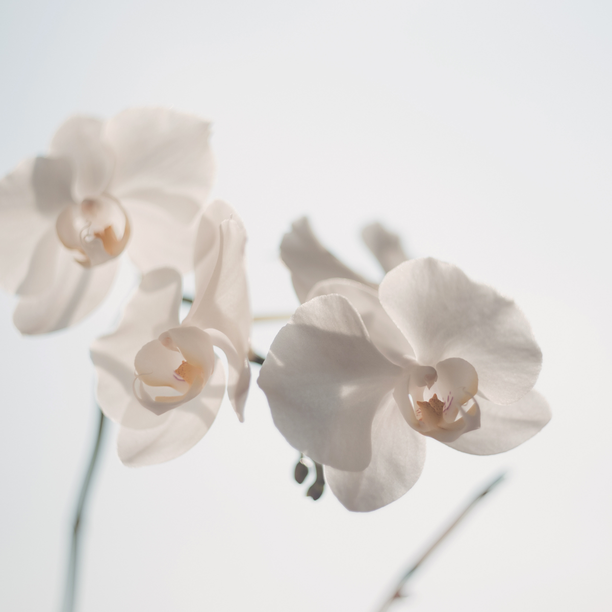 Changi, Pure Aromatherapy Essential Oil