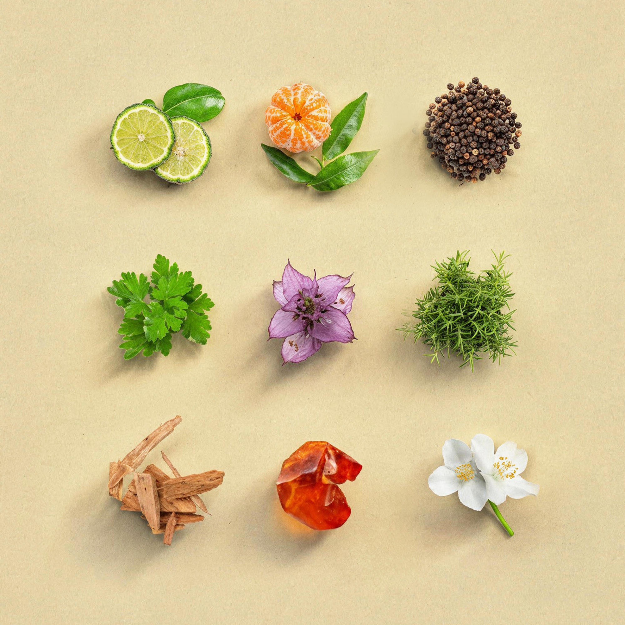 Aromatic Bergamot