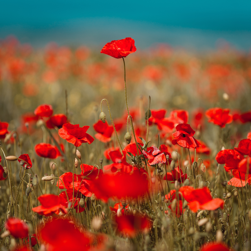 Barley & Poppy, Pure Aromatherapy Essential Oil