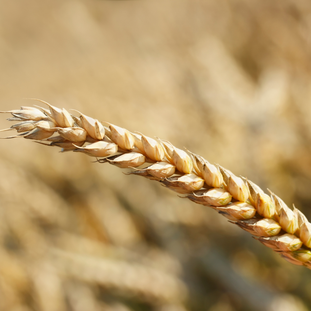 Barley & Poppy, Pure Aromatherapy Essential Oil