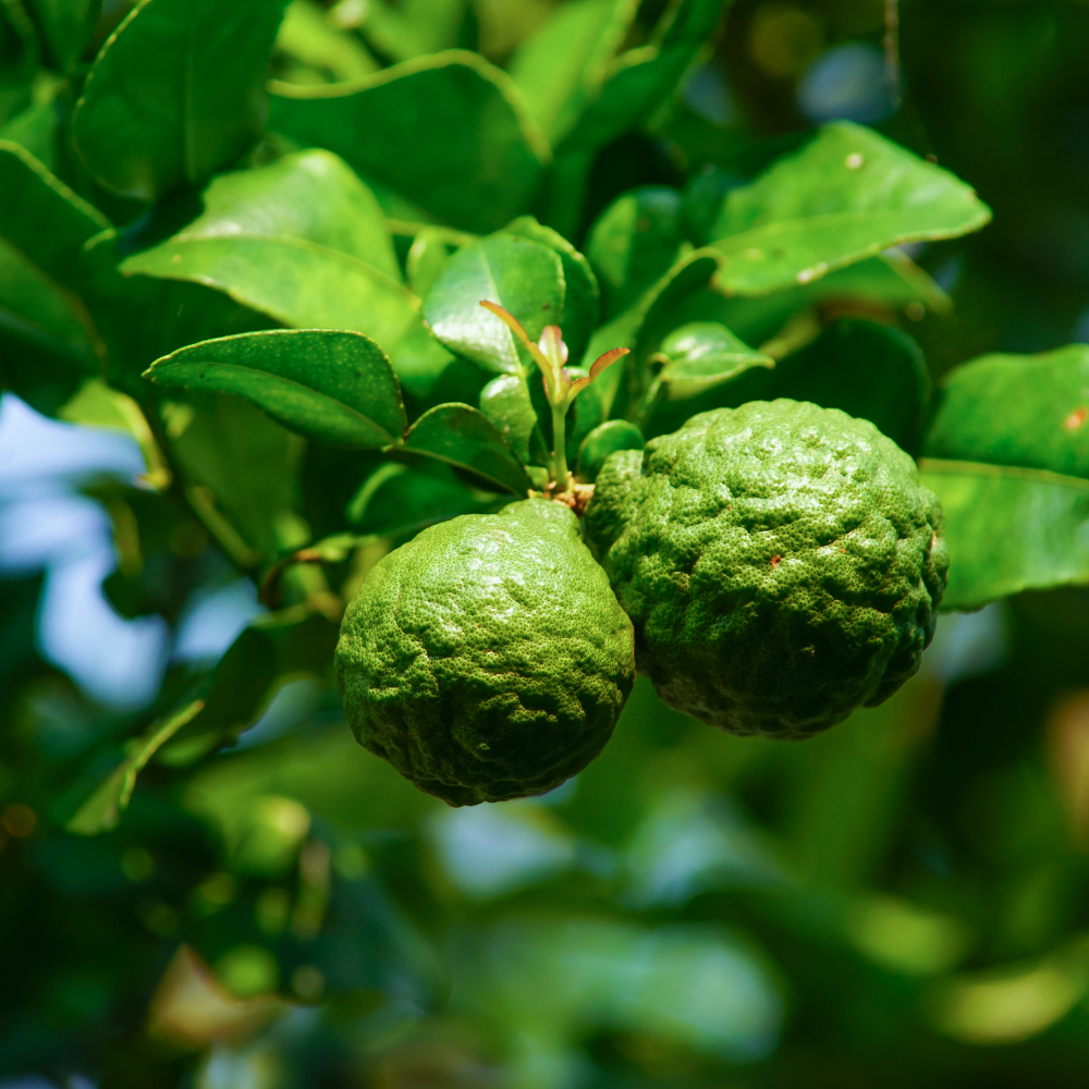 Shangri La, Pure Aromatherapy Essential Oil