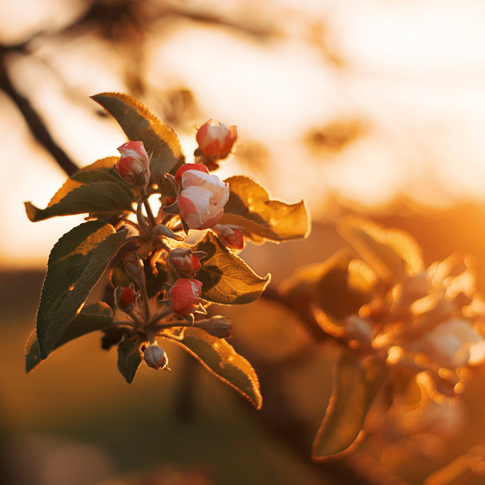 Orange Blossom, Pure Aromatherapy Essential Oil