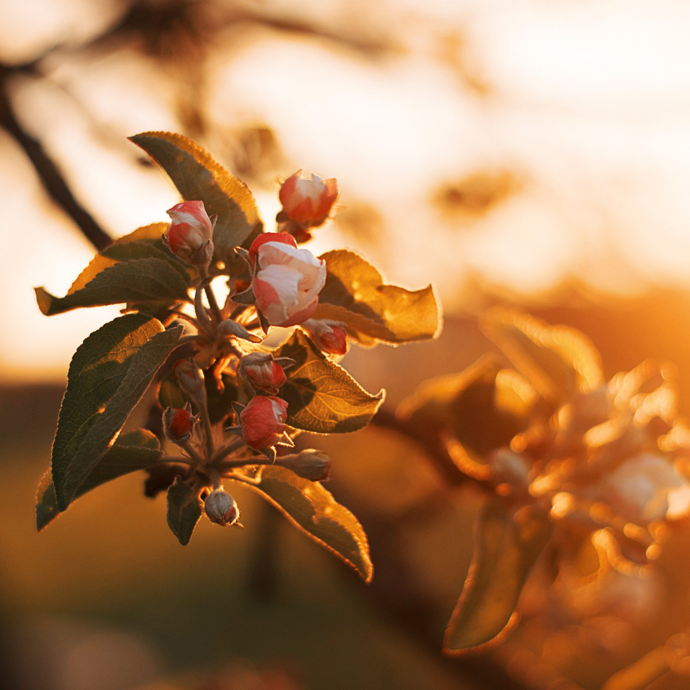 Orange Blossom Pure Essential Oil