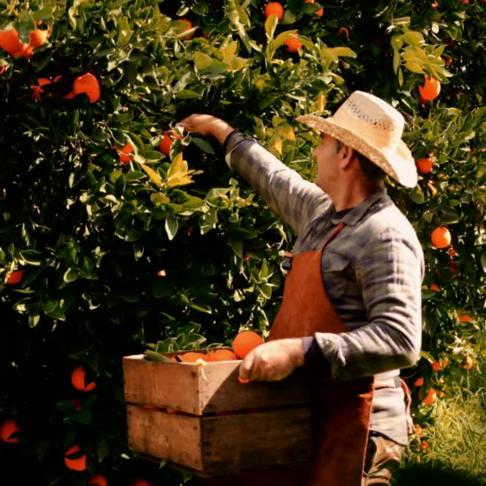 Orange Blossom, Pure Aromatherapy Essential Oil