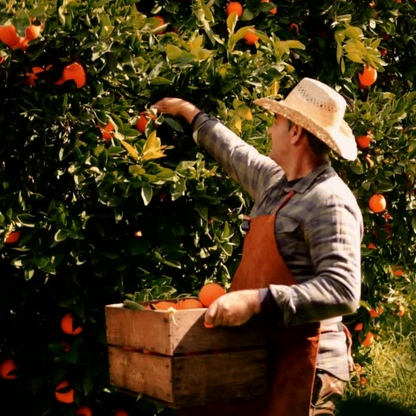 Orange Blossom Pure Essential Oil