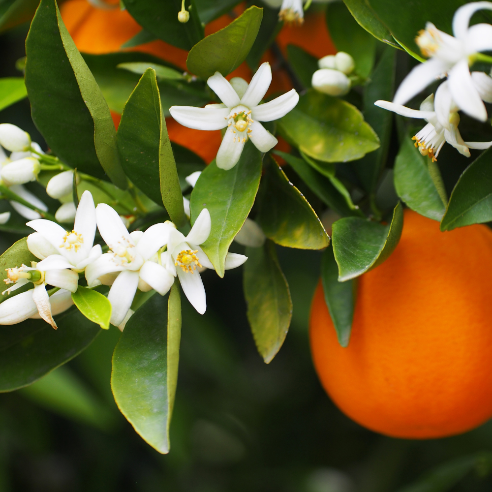 Orange Blossom, Pure Aromatherapy Essential Oil