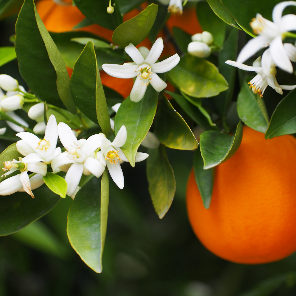 Orange Blossom Pure Essential Oil