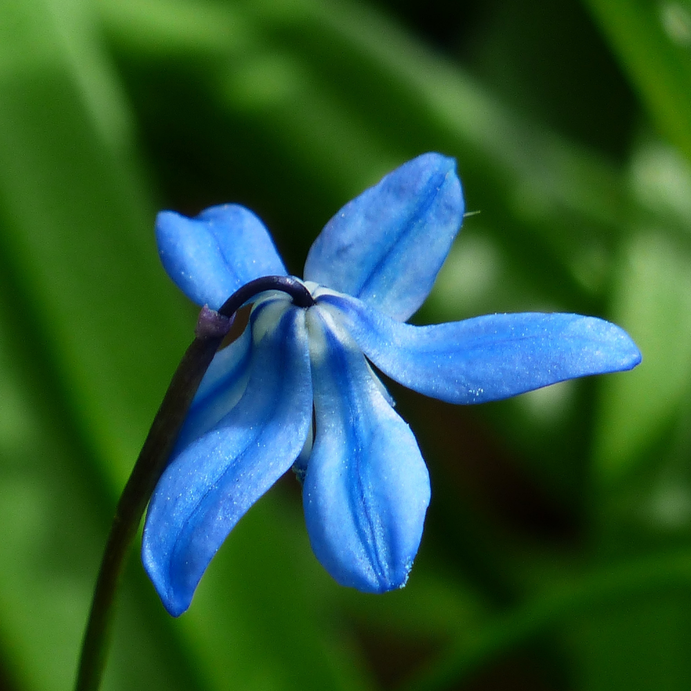 Bluebell, Pure Aromatherapy Essential Oil