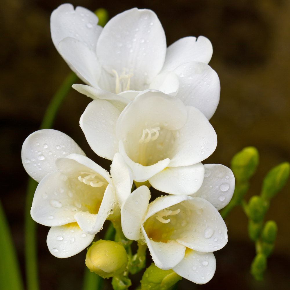 Pear & Freesia (20ML), Pure Aromatherapy Essential Oil