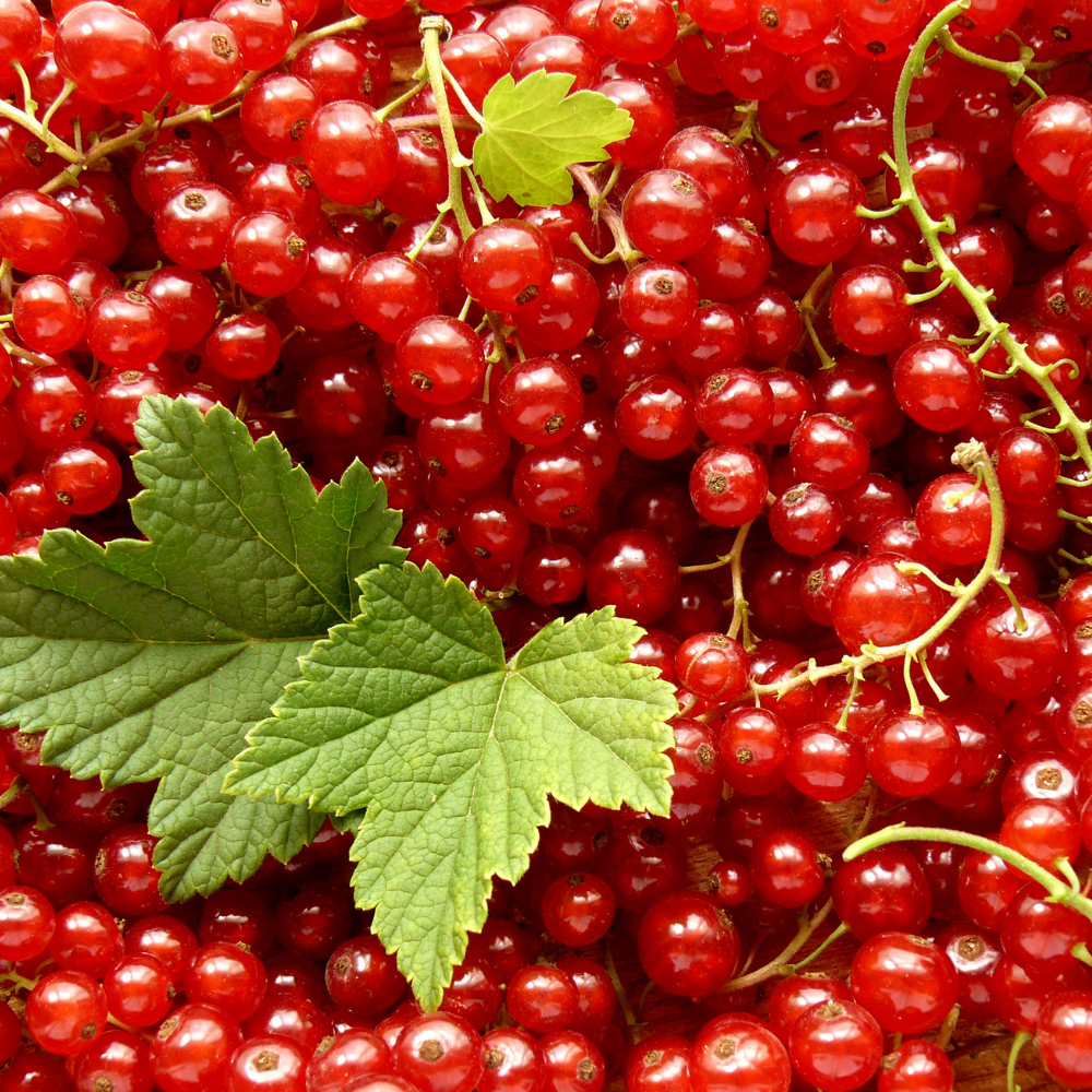 Oak & Currant, Pure Aromatherapy Essential Oil
