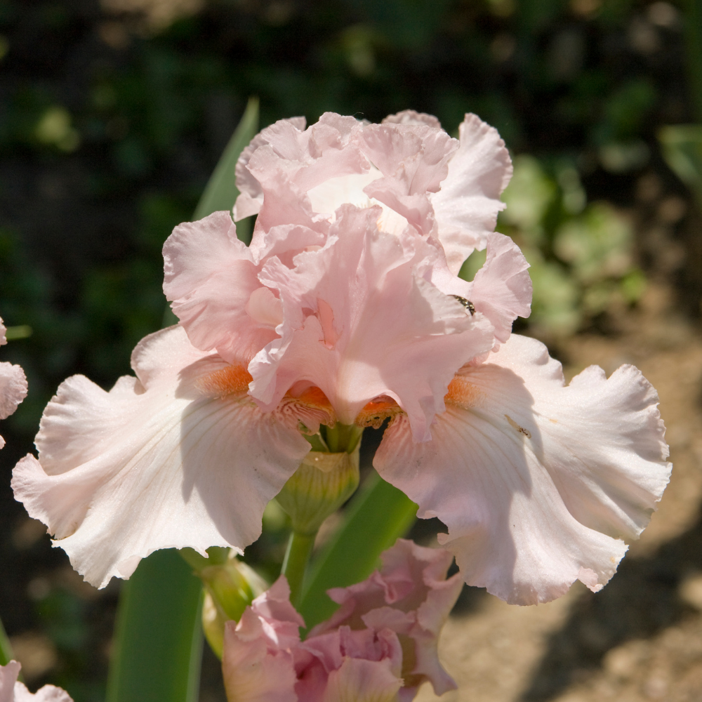 Chance, Pure Aromatherapy Essential Oil
