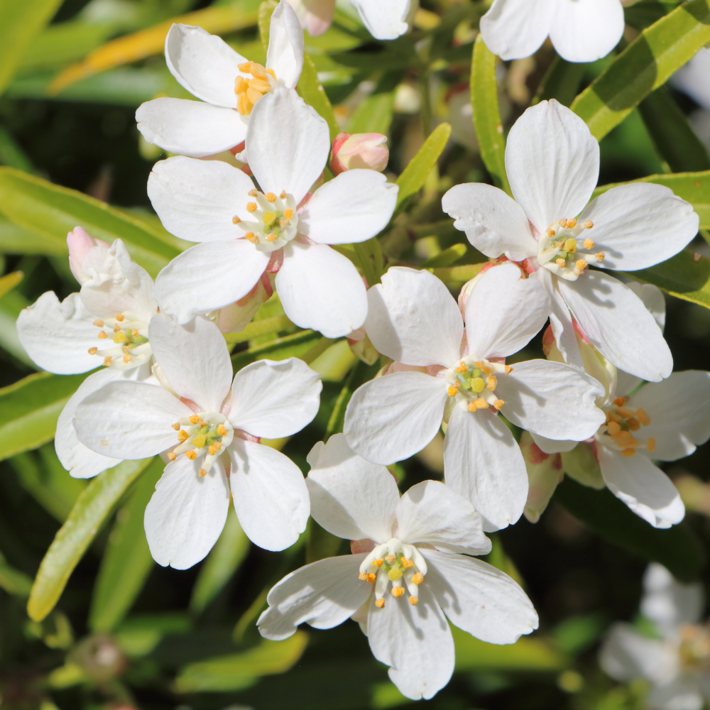Mademoiselle, Pure Aromatherapy Essential Oil