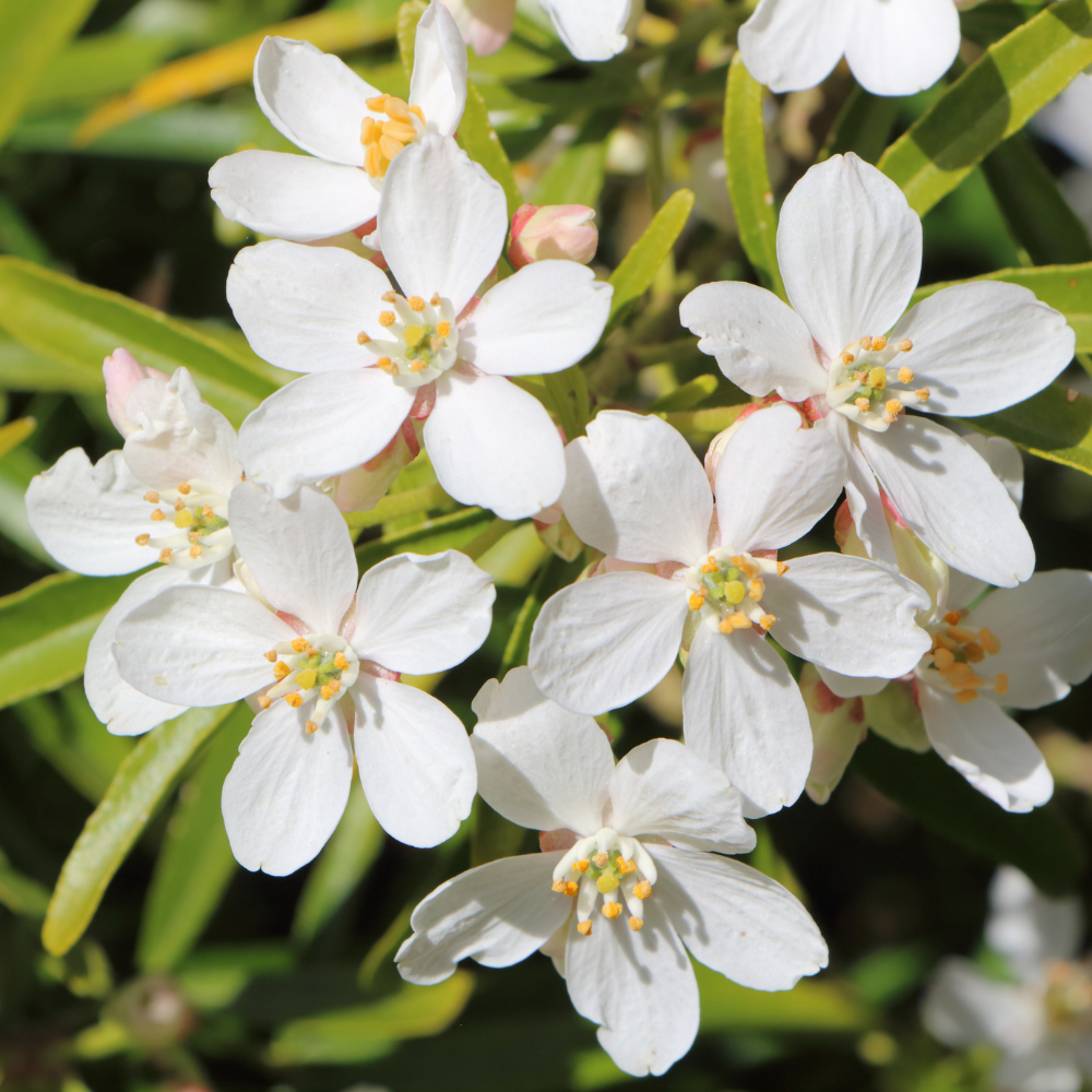 Mademoiselle Pure Essential Oil