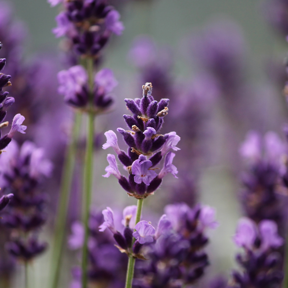 Lavender Pure Essential Oil