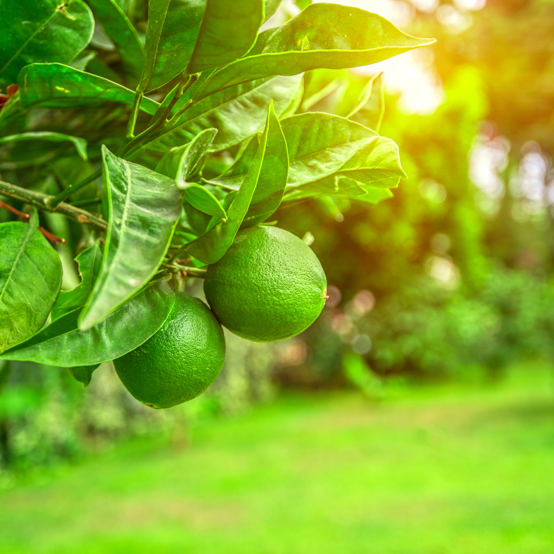 Lime Basil &amp; Mandarin, Pure Aromatherapy Essential Oil