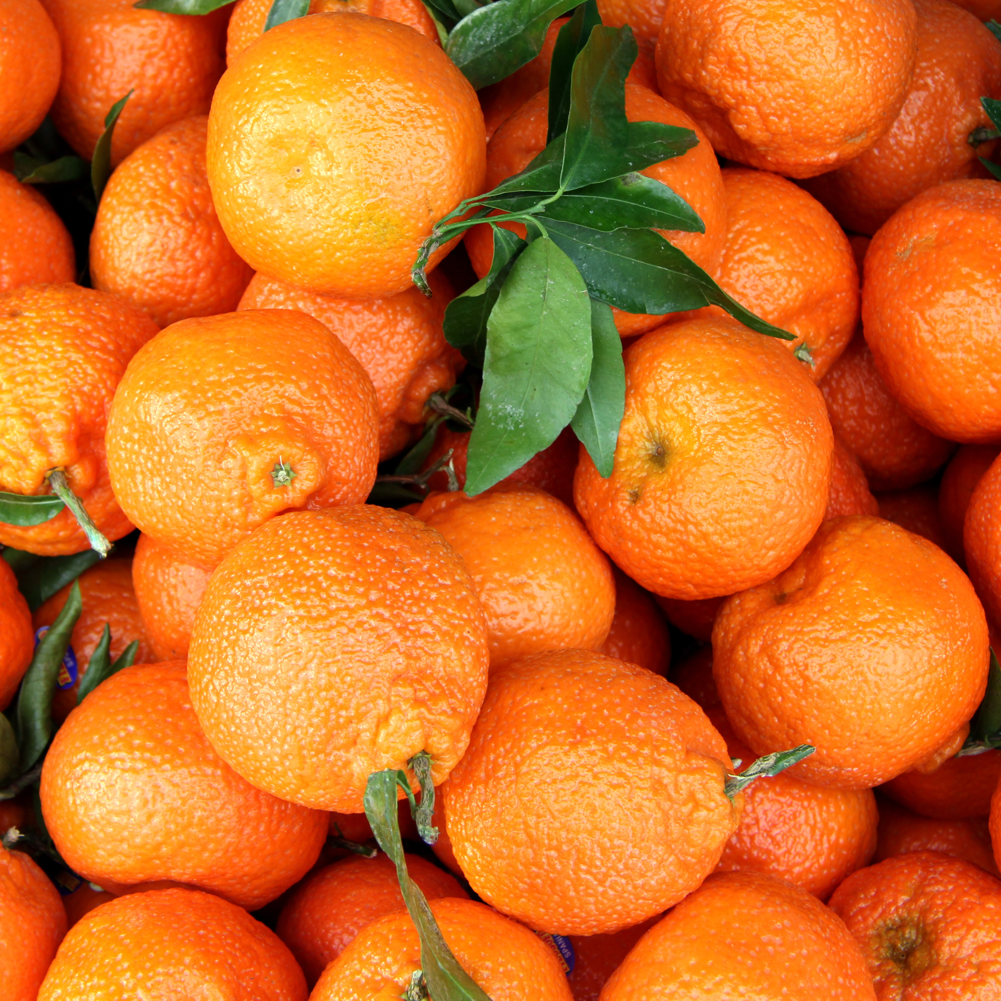 Lime Basil & Mandarin (20ML), Pure Aromatherapy Essential Oil
