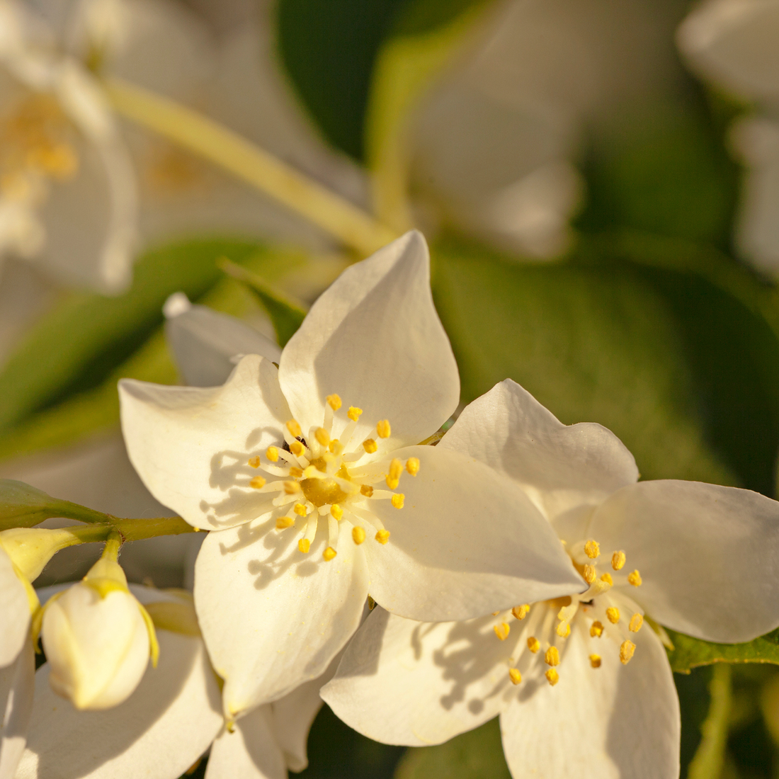 Bay Sands, Pure Aromatherapy Essential Oil
