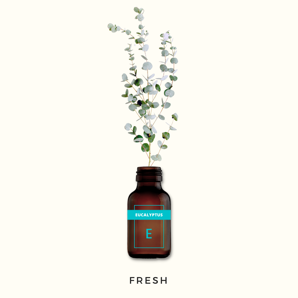 Eucalyptus, Pure Aromatherapy Essential Oil